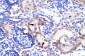 RIMS3 antibody - C-terminal region
